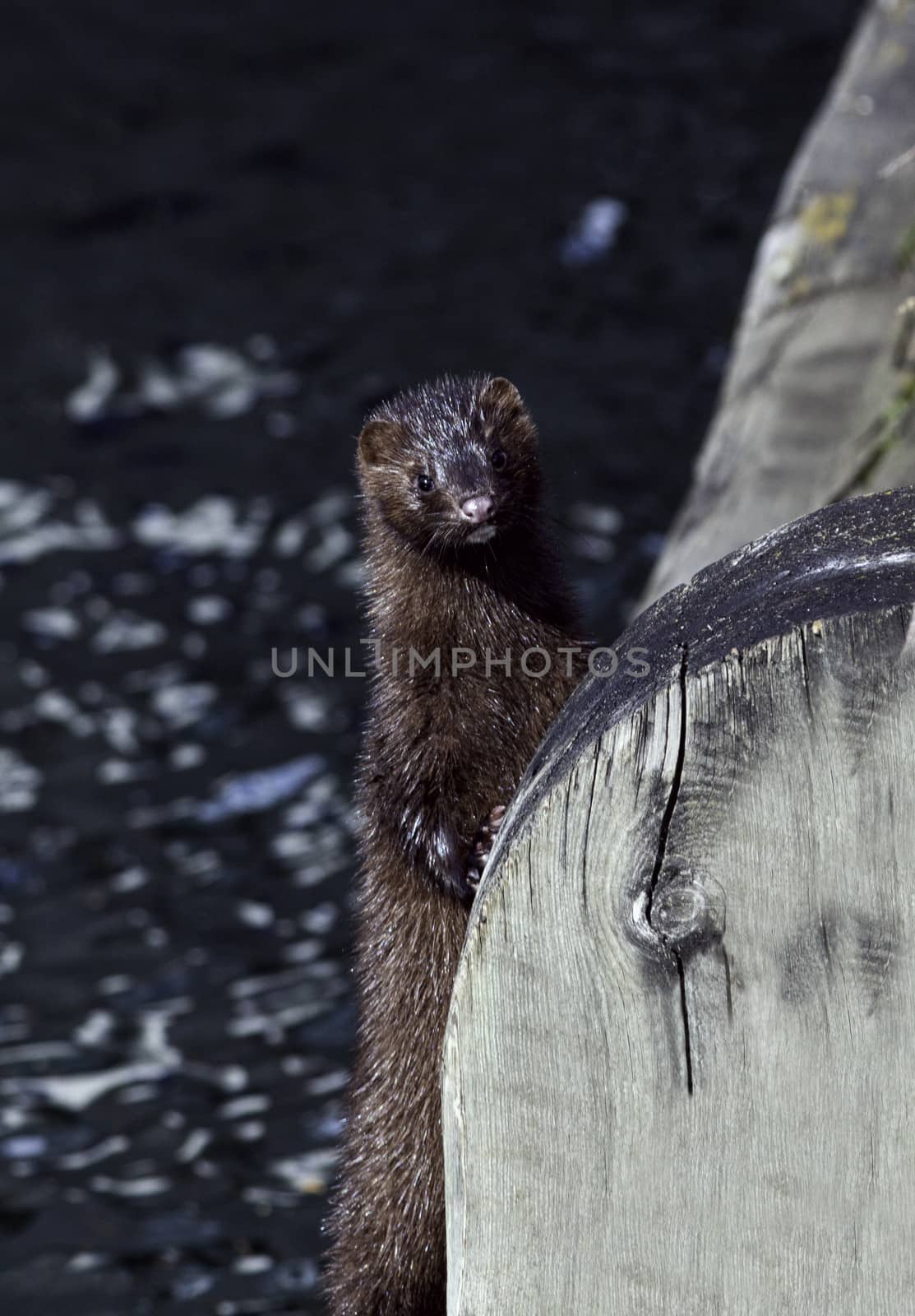 American mink by thomas_males