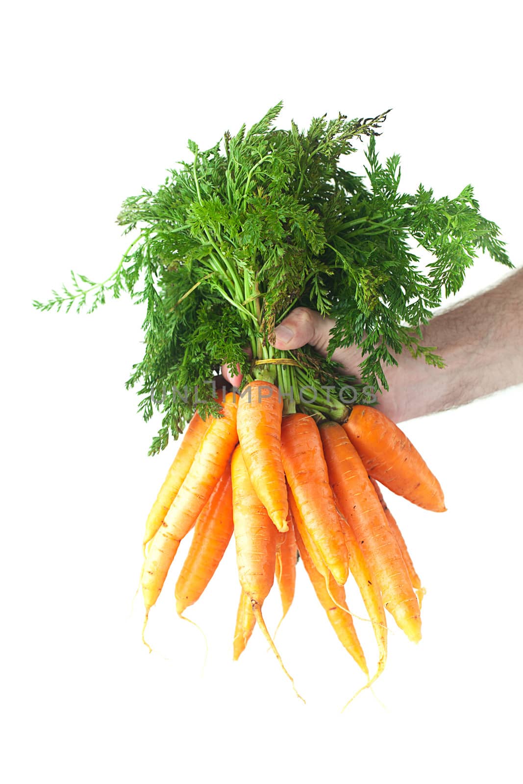 bunch of carrots with green leaves in a man hand isolated on white