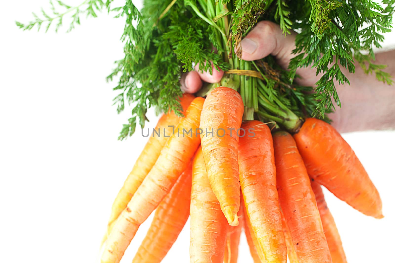 bunch of carrots with green leaves in a man hand isolated on white