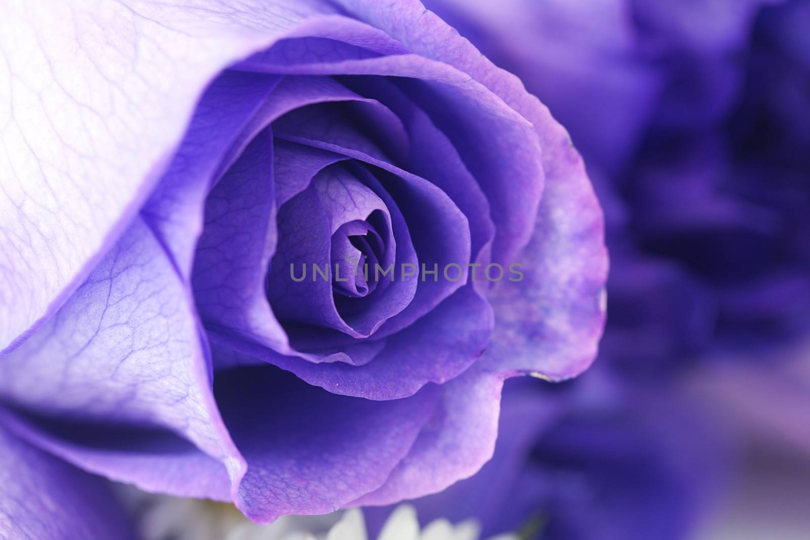 macro background of beautiful violet roses  by jannyjus