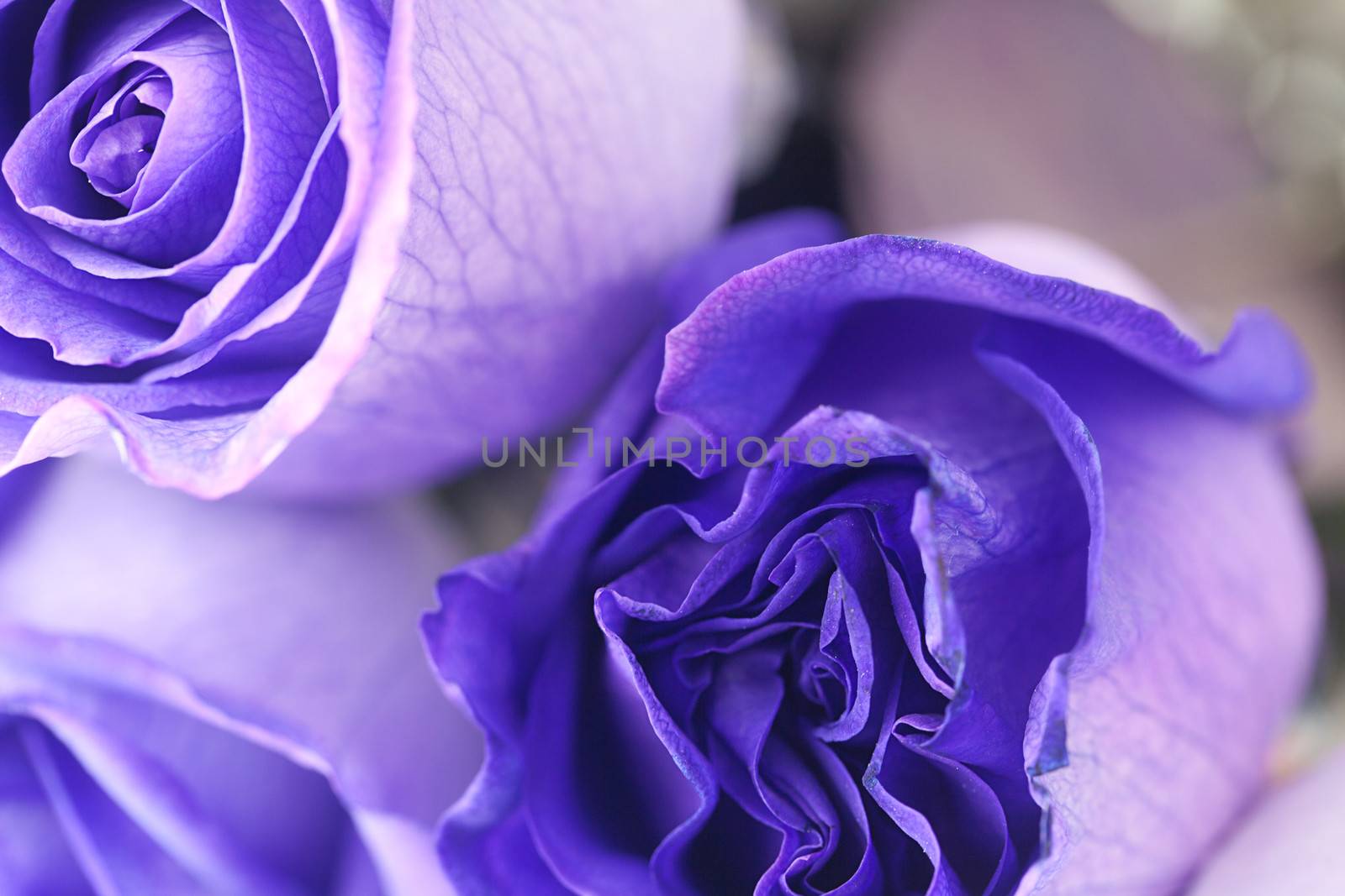 macro background of beautiful violet roses  by jannyjus