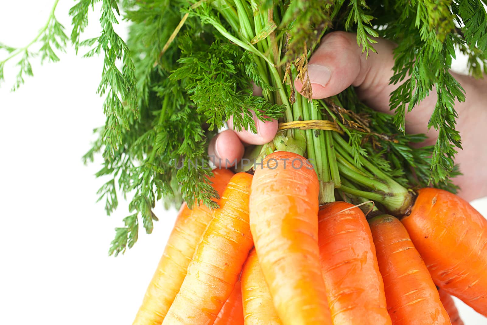 bunch of carrots with green leaves in a man hand isolated on white