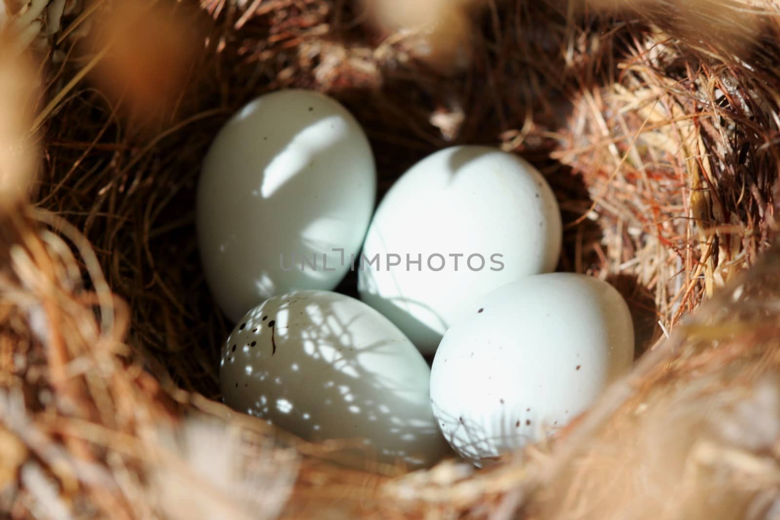 Four tiny bird eggs in a nest.