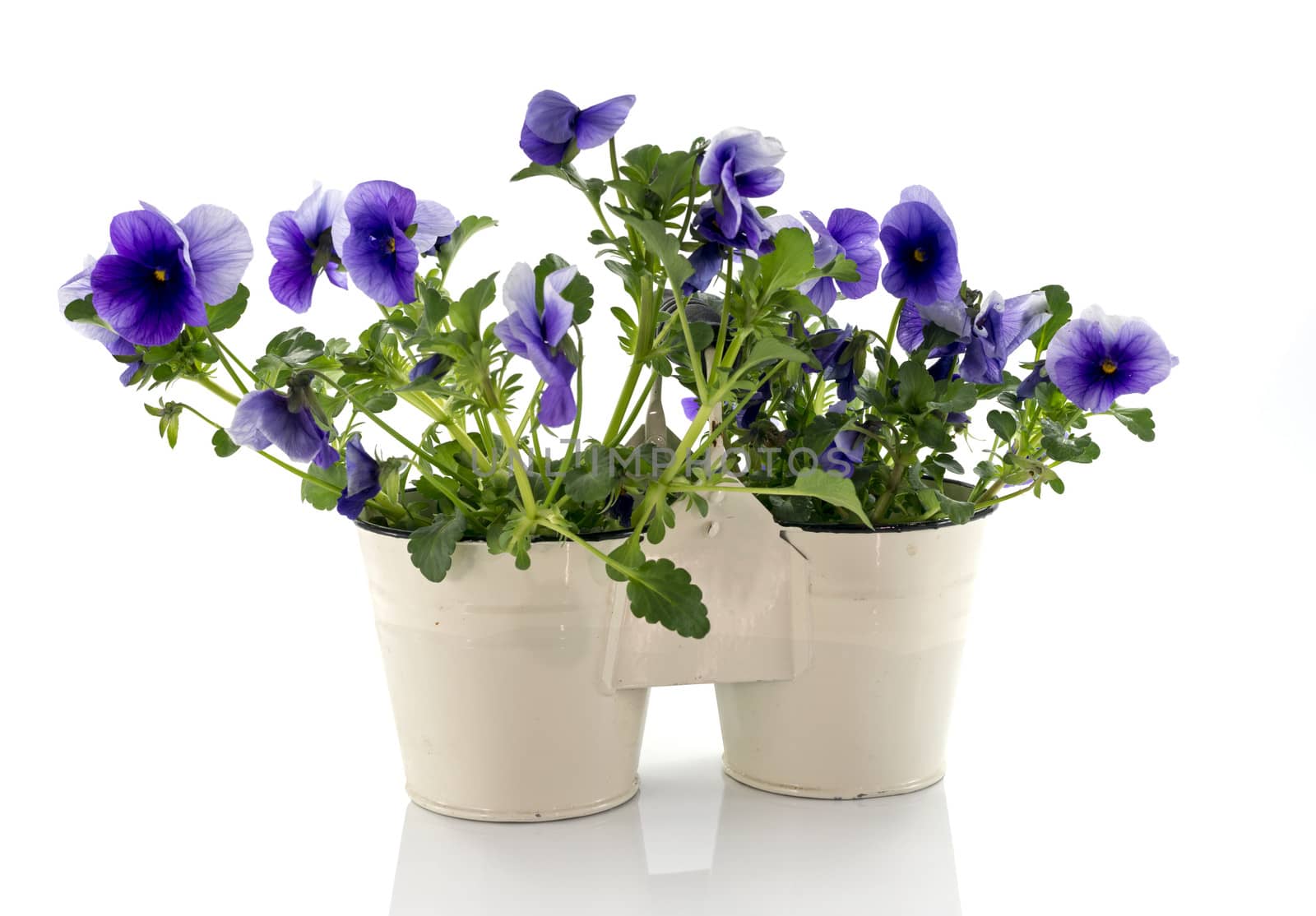 blue violet flowers in white metal buckets