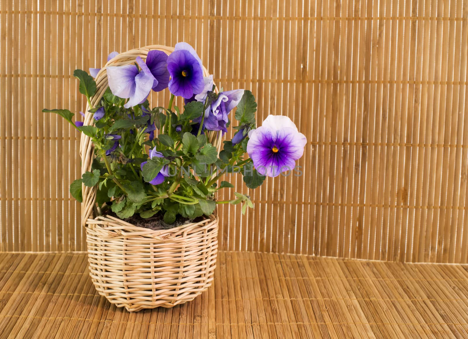 pink violet flowers on bamboo background