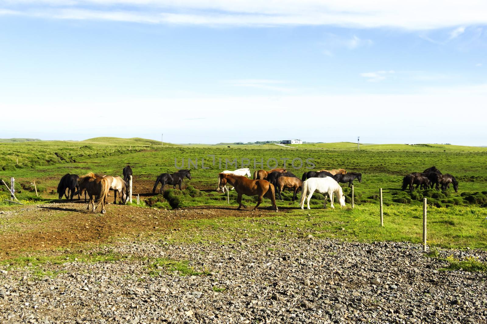 funny horses in the fields of Iceland by Tetyana