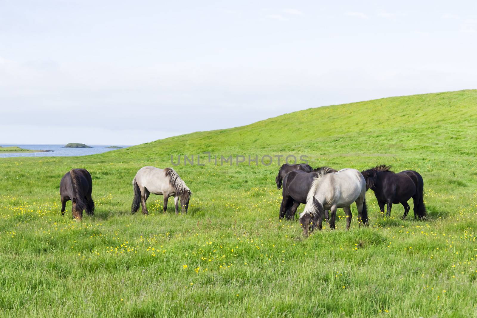 funny horses in the fields of Iceland by Tetyana