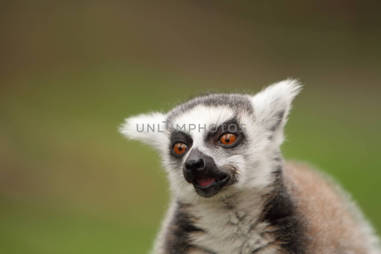Ring Tailed Lemur by mitzy
