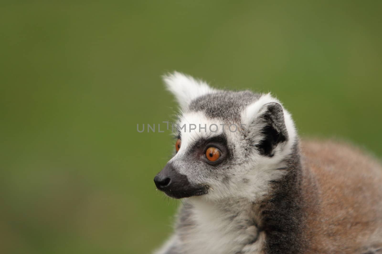 Ring Tailed Lemur by mitzy