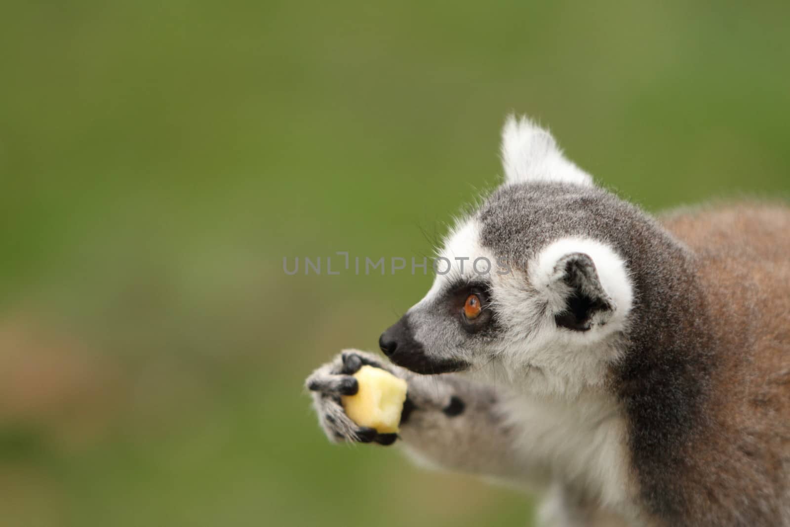 Ring Tailed Lemur by mitzy