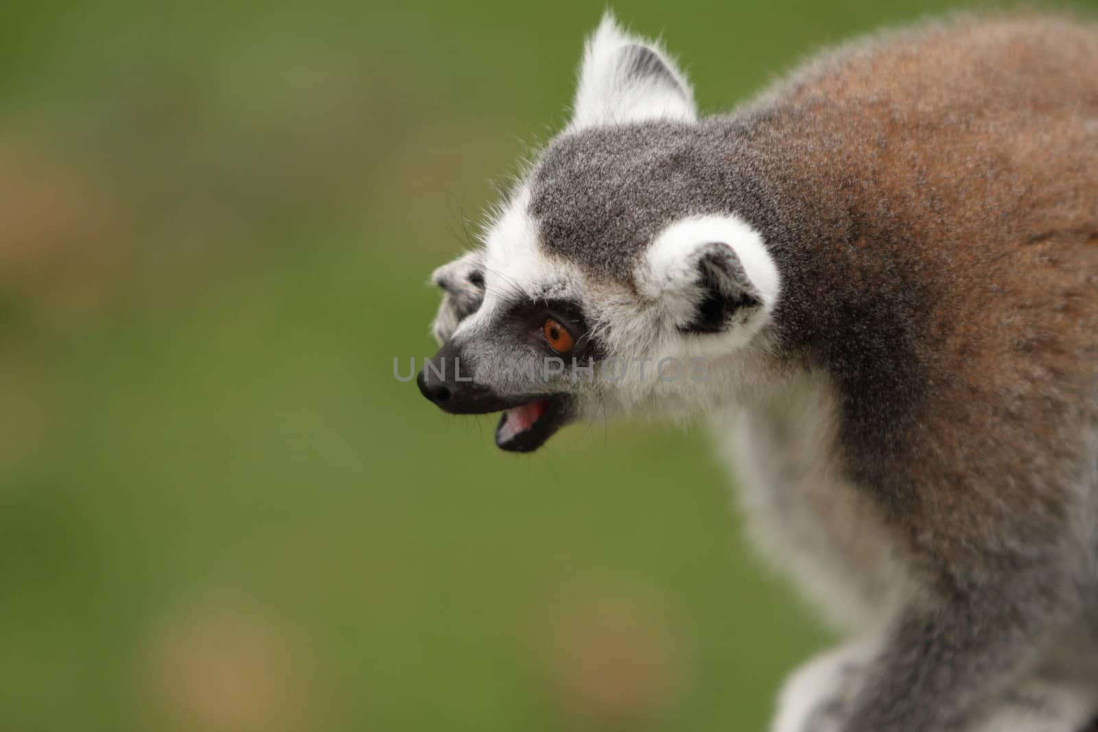 Ring Tailed Lemur by mitzy