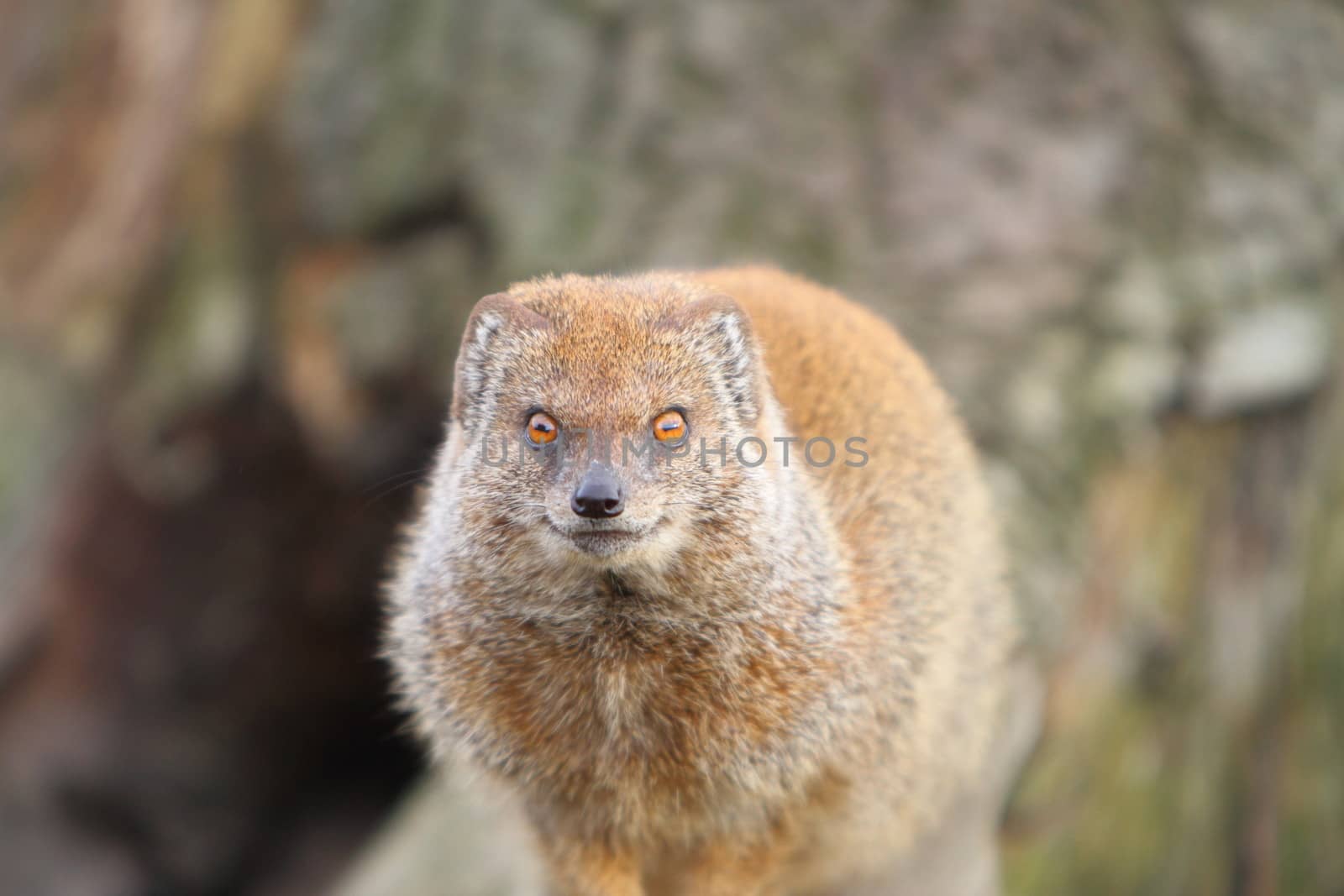 Mongoose by mitzy