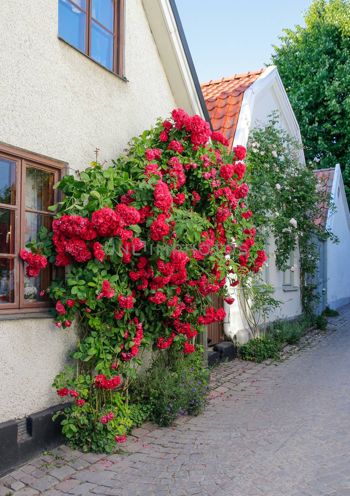 Swedish town Visby, famous for its roses. Gotland, Sweden.