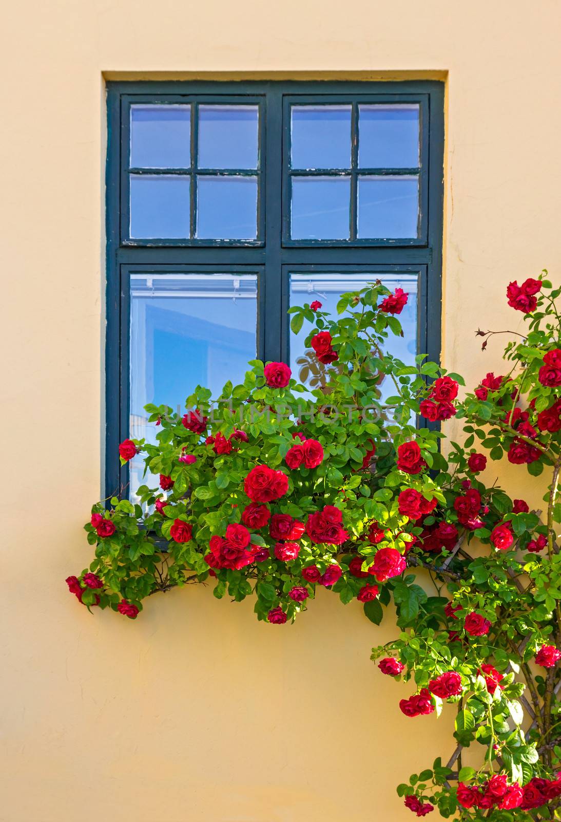 Roses decorating a house in Visby, capital of Gotland, Sweden.