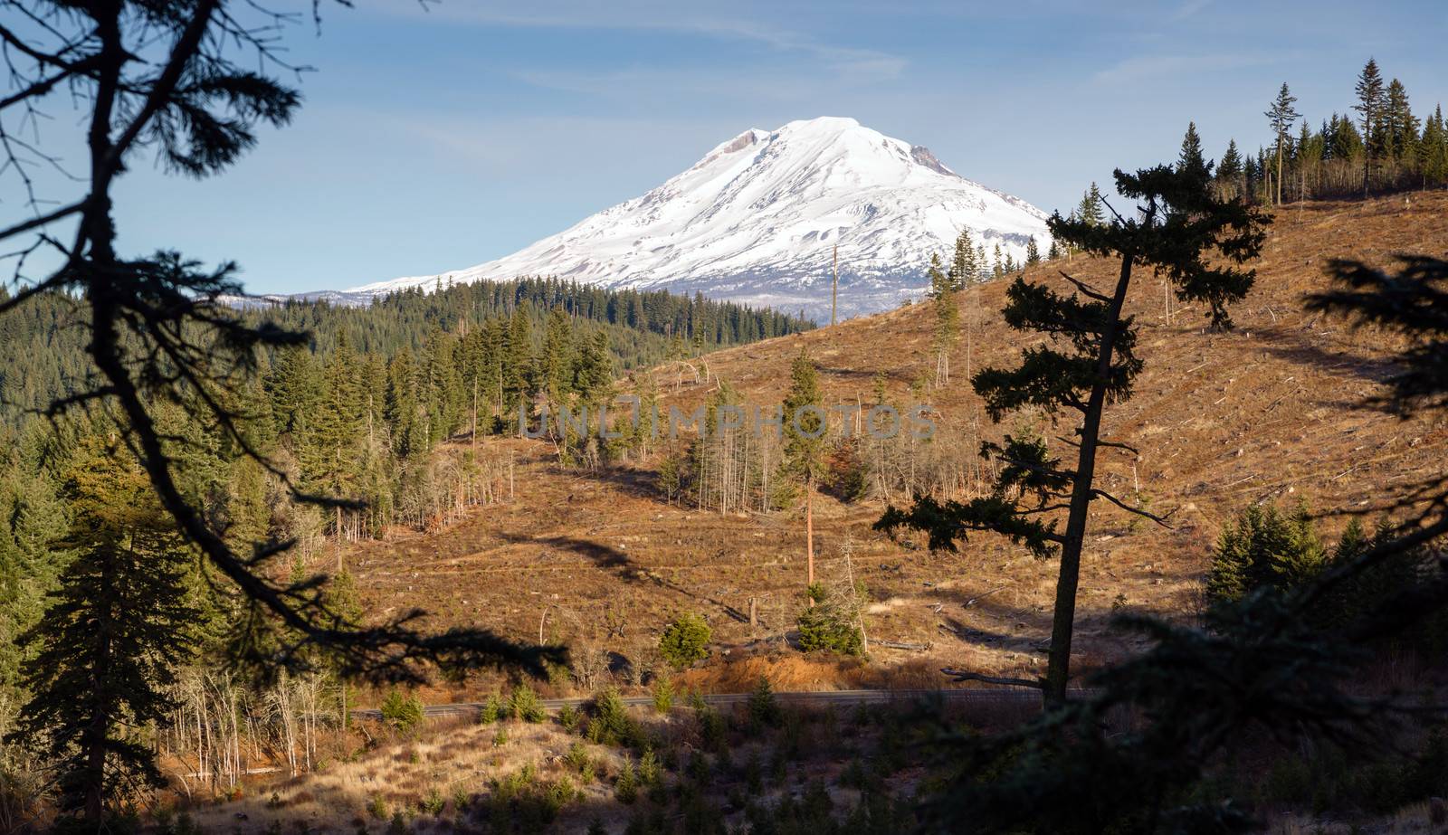 The hillside has been almost completely cleared of wood in this area near Mount Adams