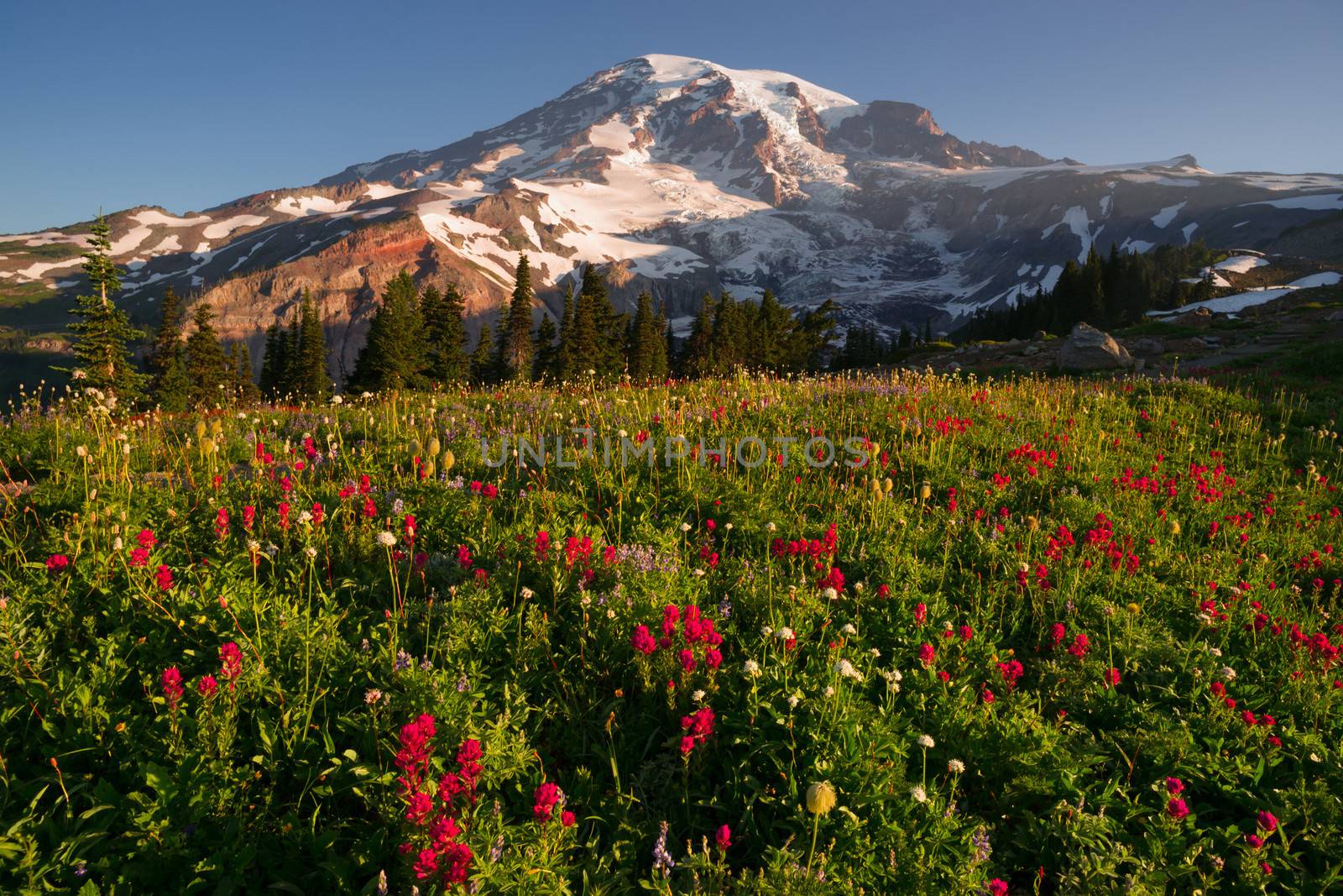 Cascade Range Rainier National Park Mountain Paradise Meadow Wildflowers by ChrisBoswell