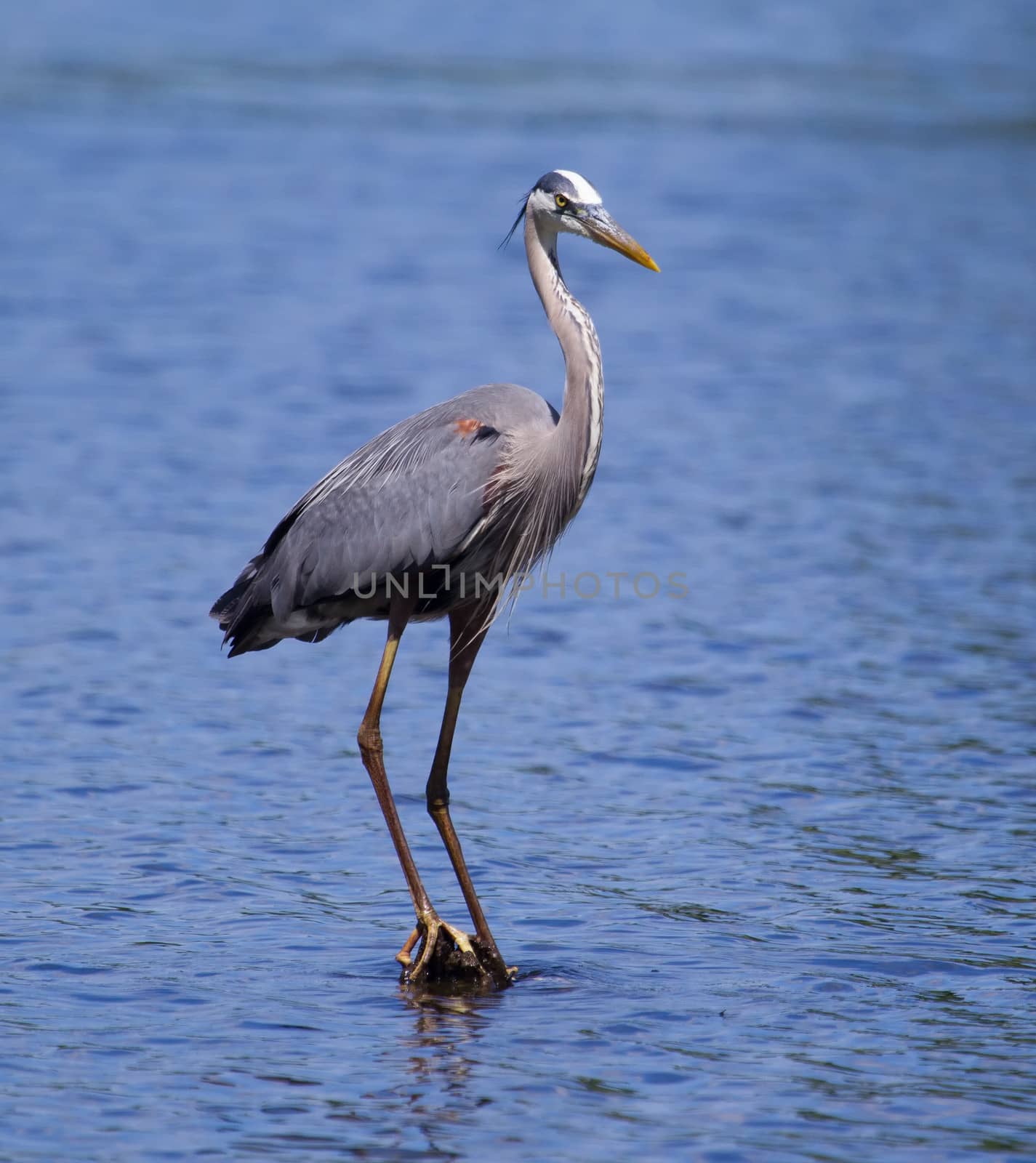 Great Blue Heron fishing in a pond