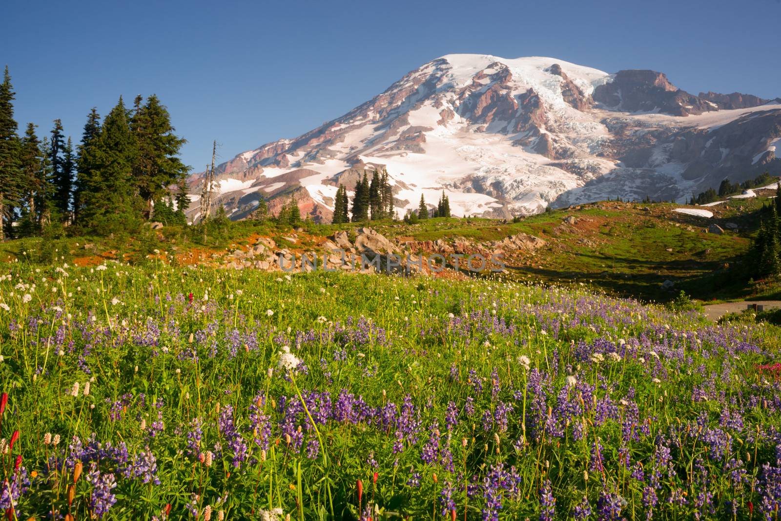 A dramatica and colorful view of Mt. Rainier with wildflowers in full bloom