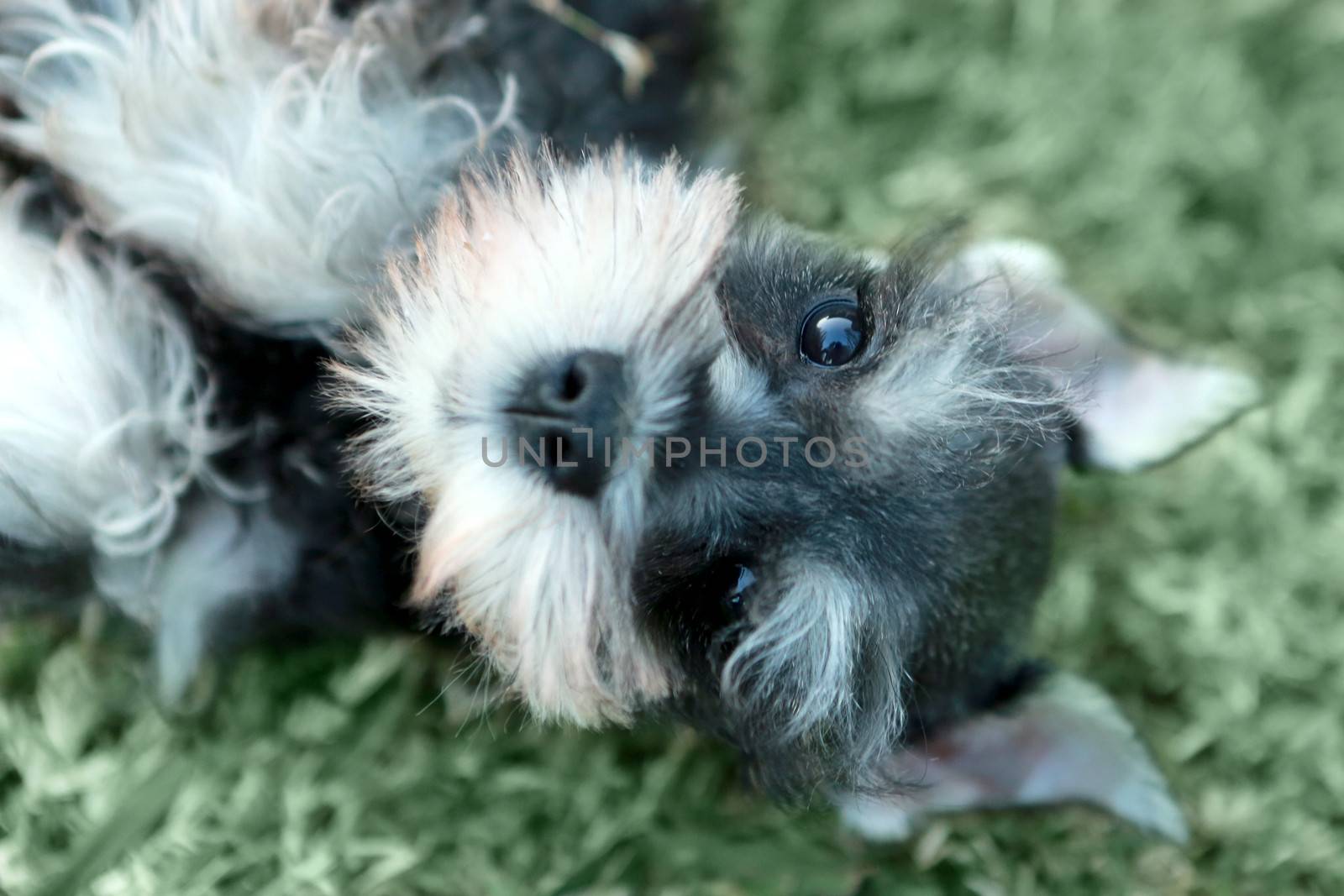 Cute Little Minuature Schnauzer Puppy Dog