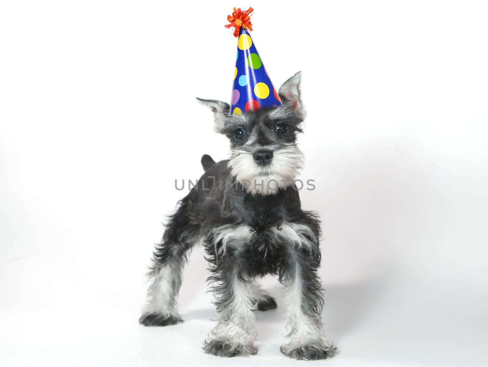 Birthday Celebrating Baby Miniature Schnauzer Puppy Dog on White