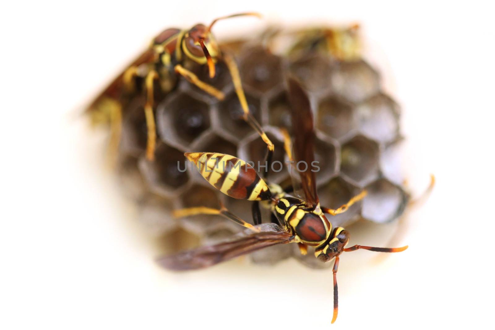 Wasps on Honeycomb Tending to Their Nest by tobkatrina