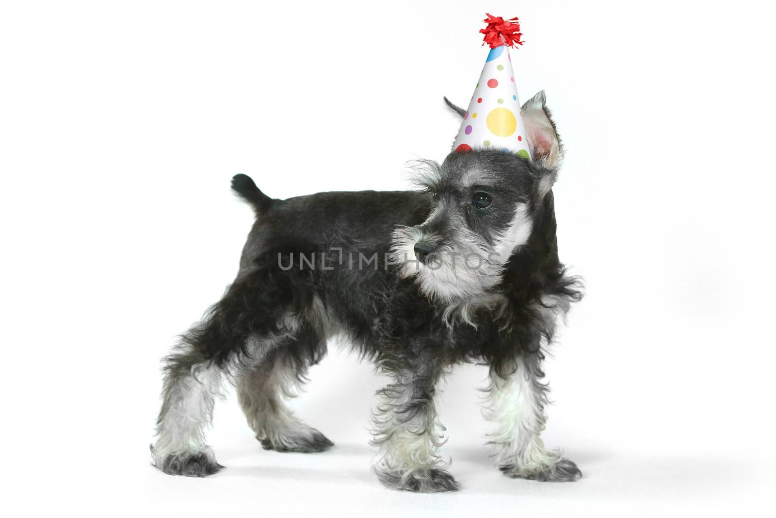 Birthday Celebrating Baby Miniature Schnauzer Puppy Dog on White