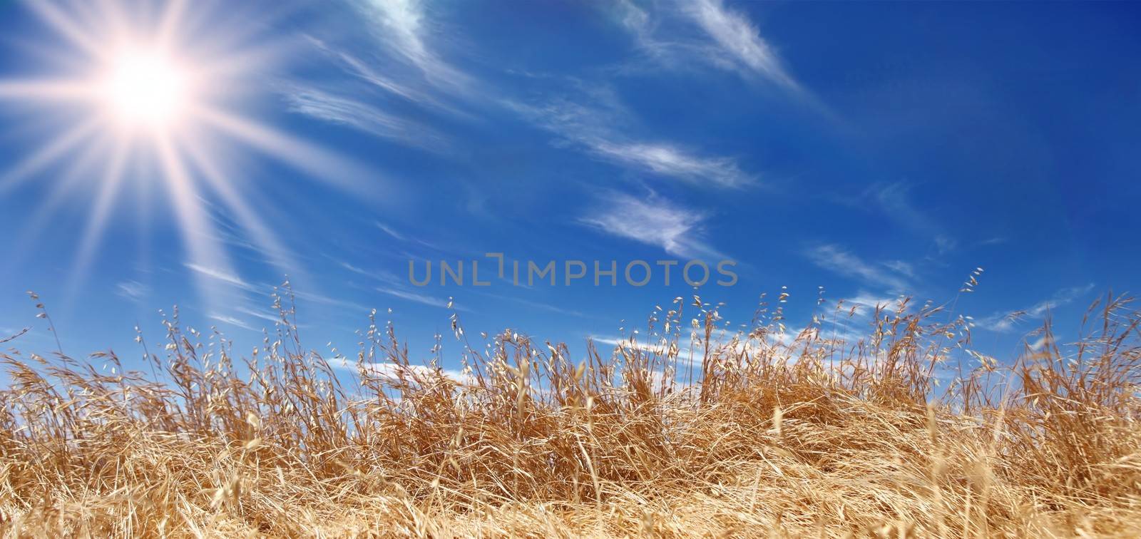 Golden Wheat Field Panorama With a Beautiful Sky by tobkatrina