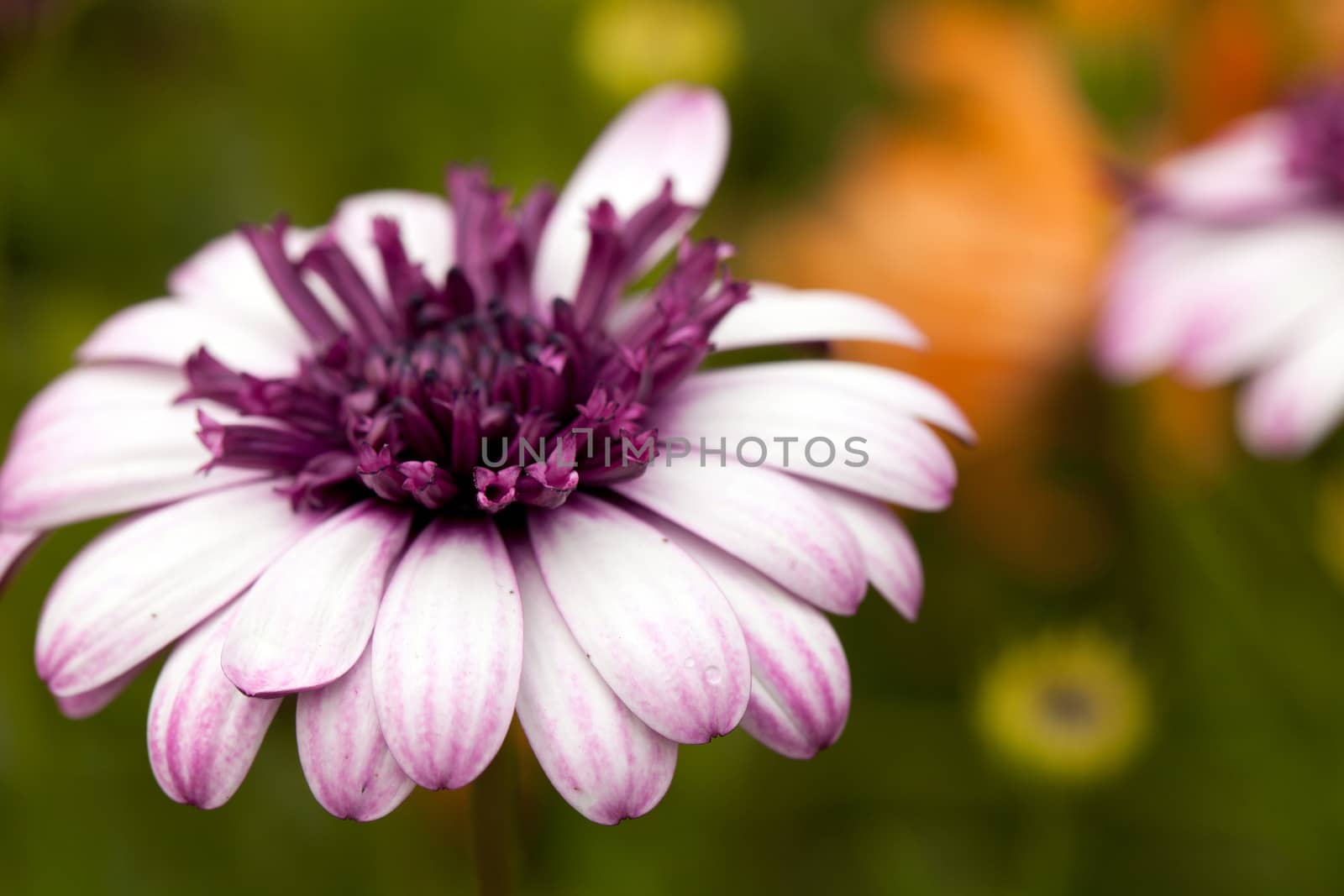 Purple Flower Macro by graficallyminded
