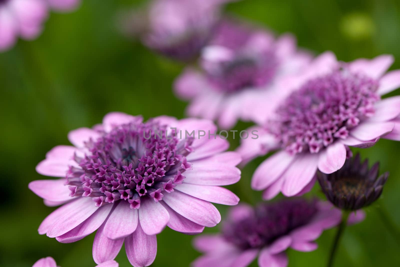 Purple Flowers Macro by graficallyminded