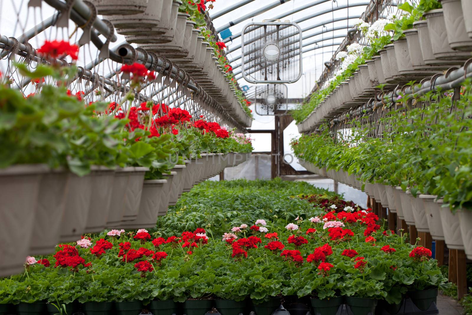 Greenhouse nursery with a variety of colorful flowers plants and hanging baskets.