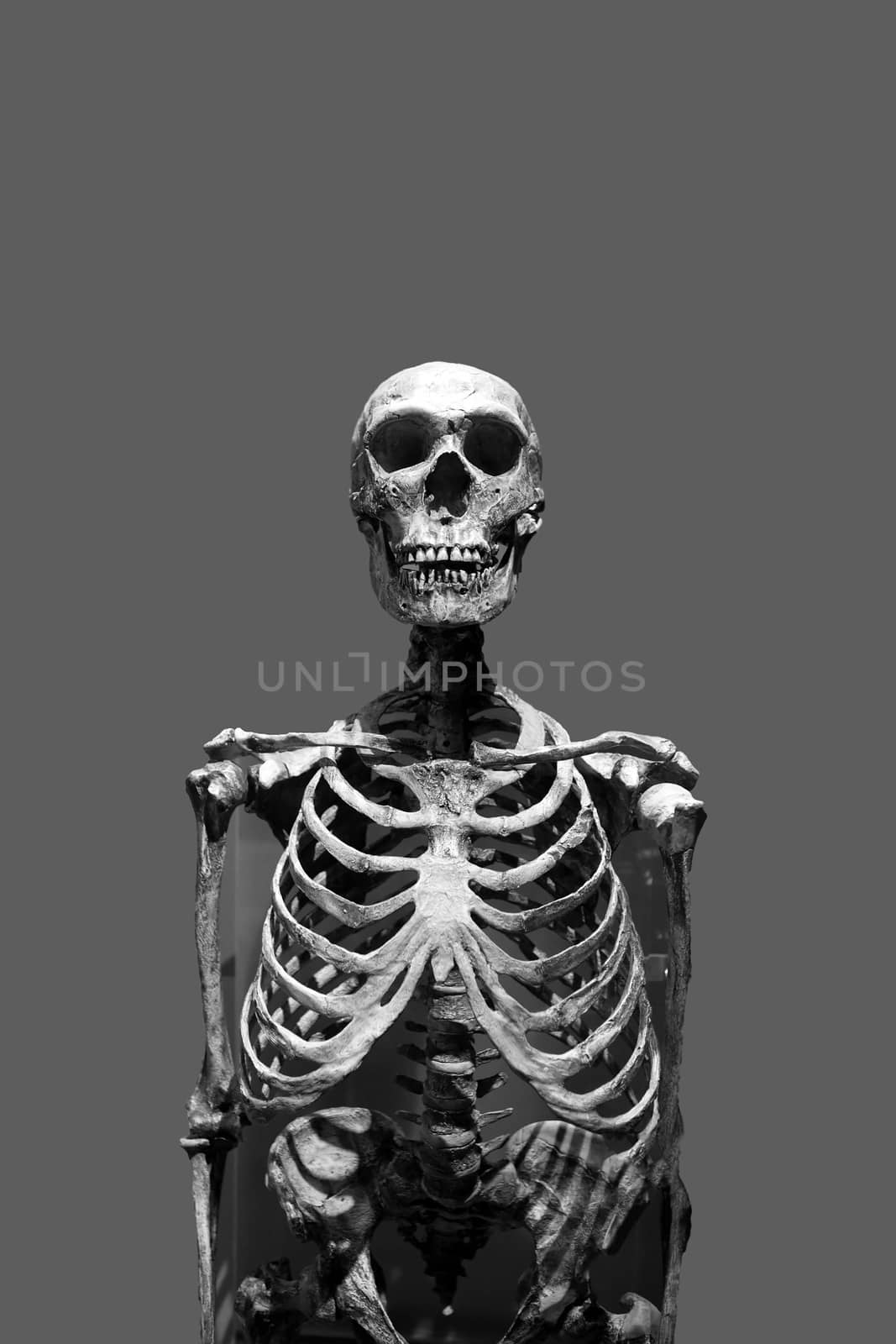 Old bony skeleton isolated over a gray background in black and white.