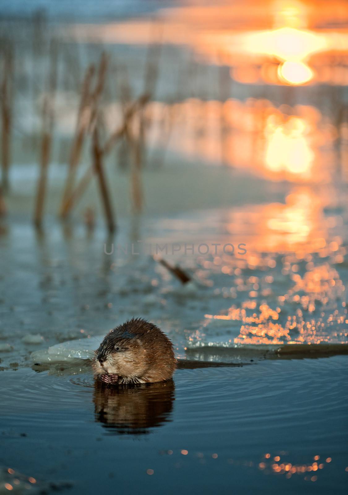 Muskrat on an ice edge.  by SURZ