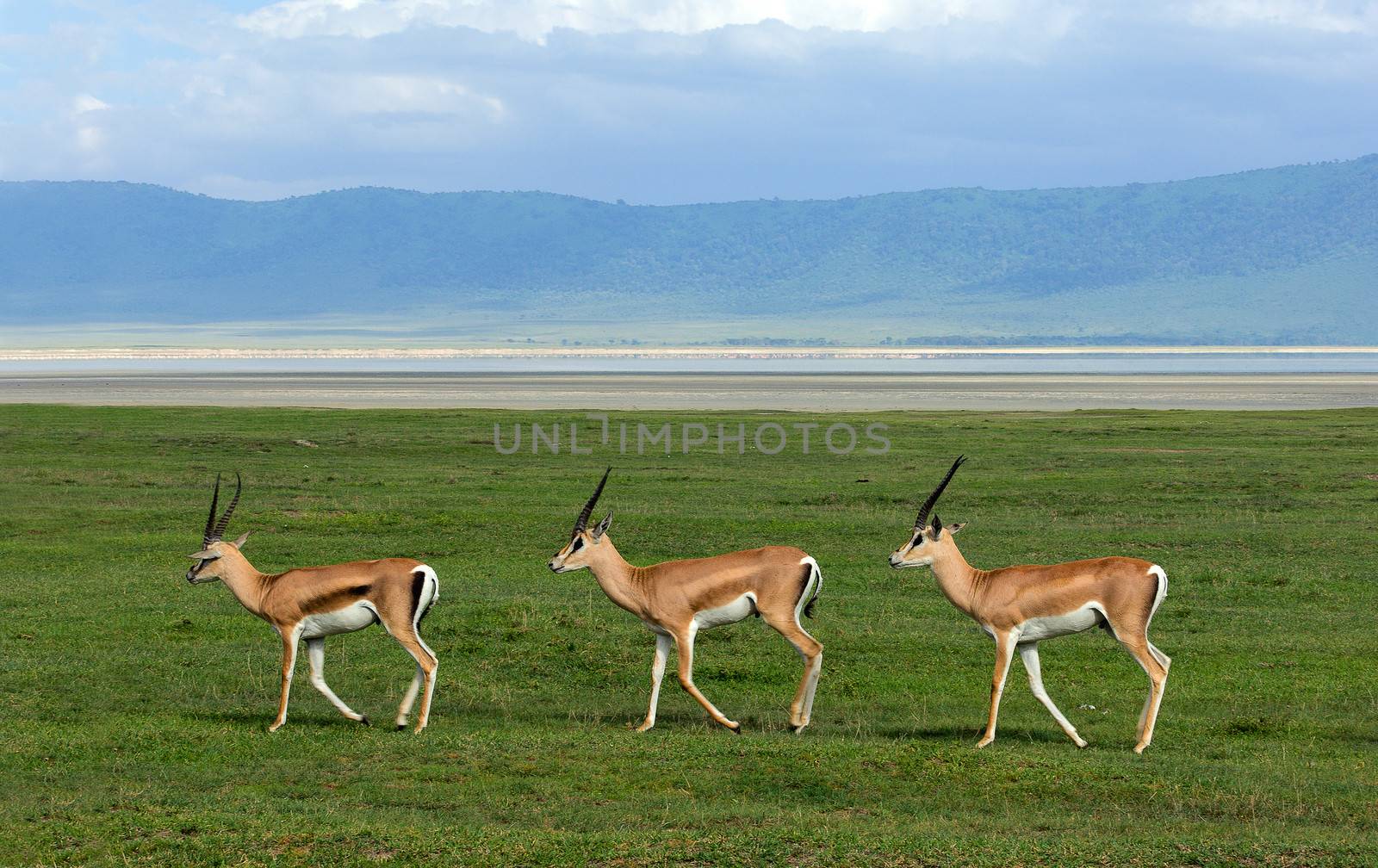 Three gazelles of the grandee synchronously go on a green grass in crater Ngoro Ngoro