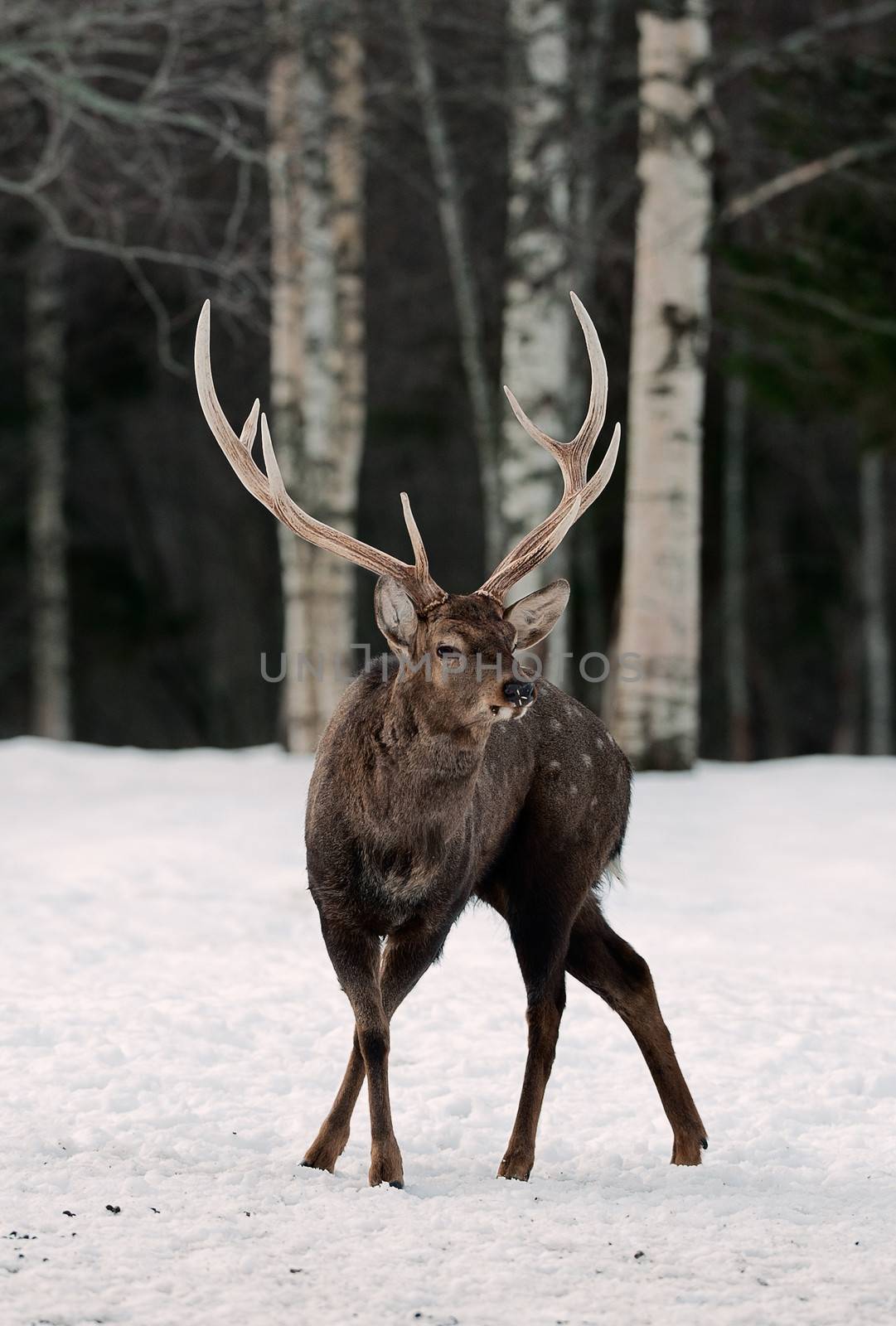 Winter / The red deer (Cervus elaphus)  in the snow . Europe