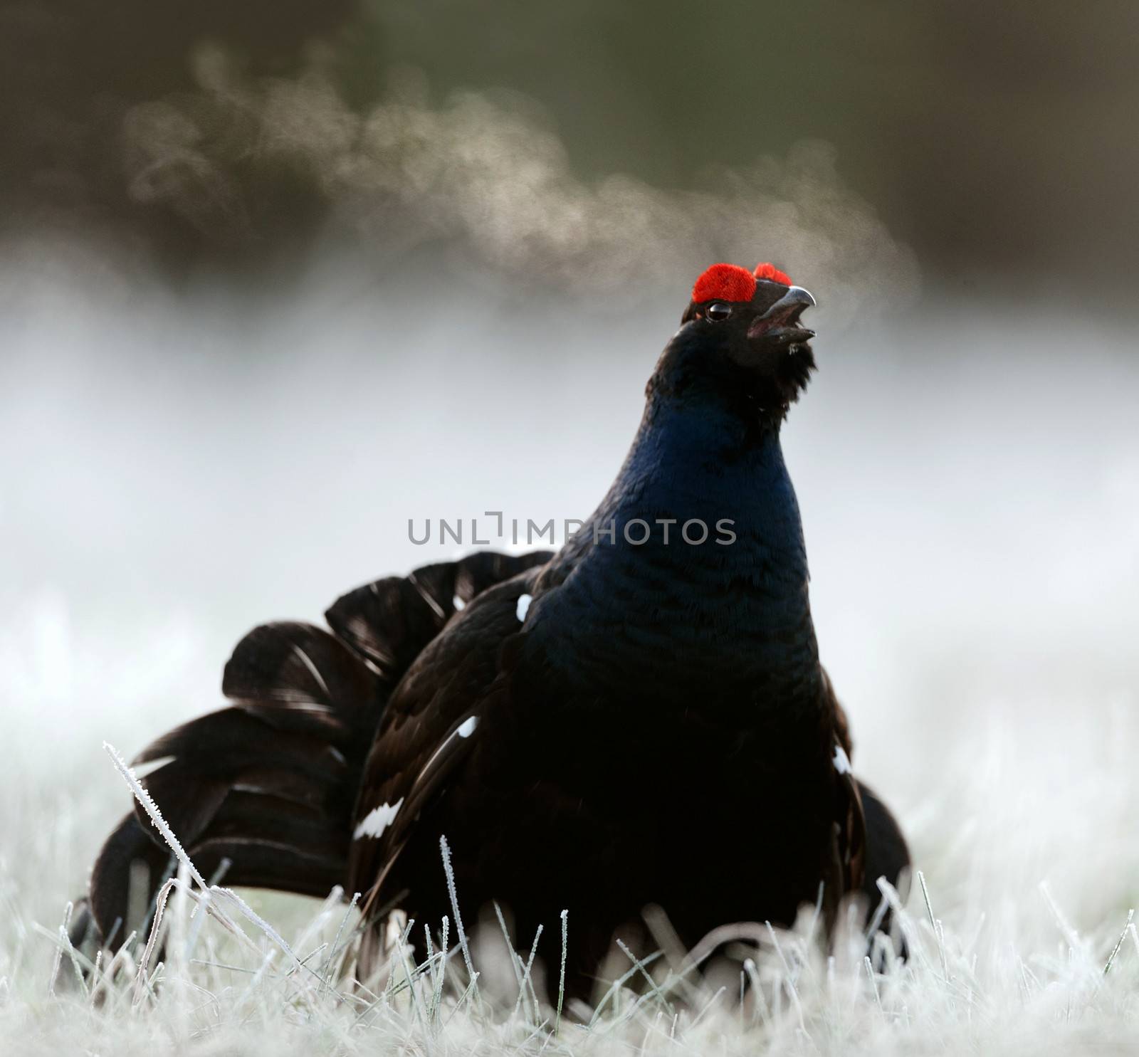 Lekking Black Grouse by SURZ