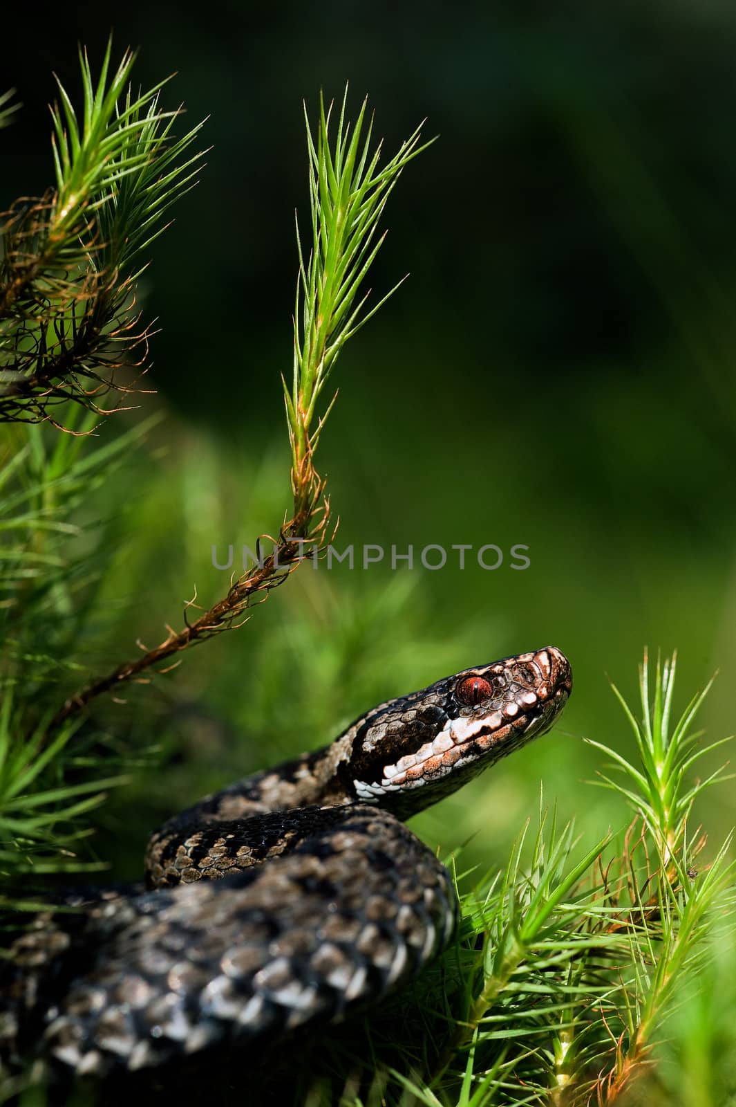 European viper. Common Viper prepares for a throw. Vipera berus, the common European adder or common European viper, is a venomous viper species that is extremely widespread.  