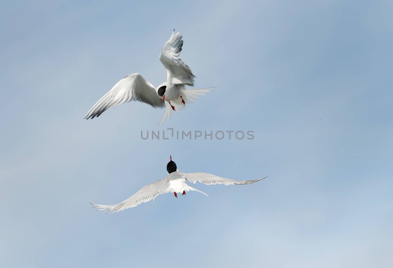 Two Common Tern interacting in flight.