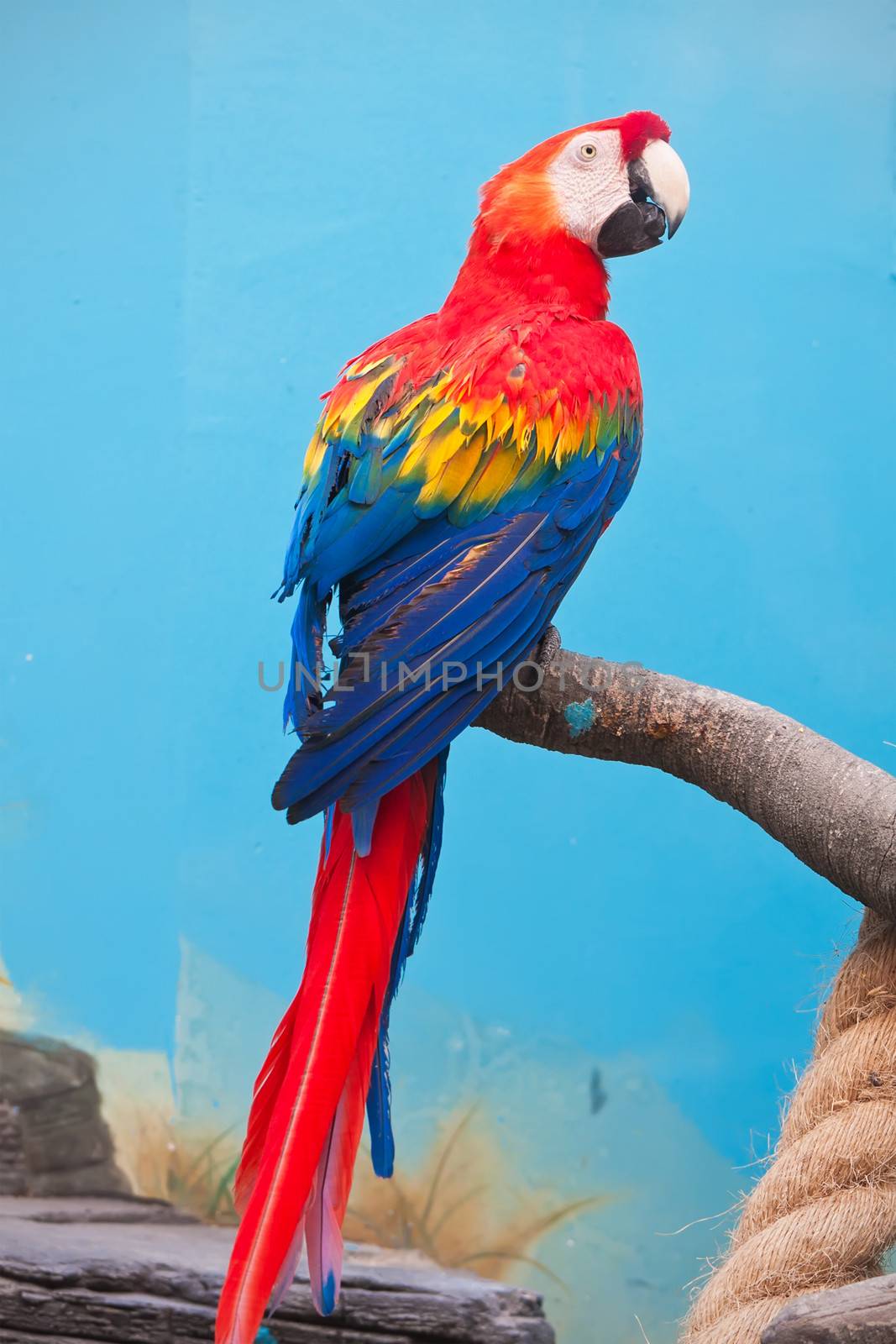 Beautiful photo of tropical parrot Ara macao or Scarlet Macaw