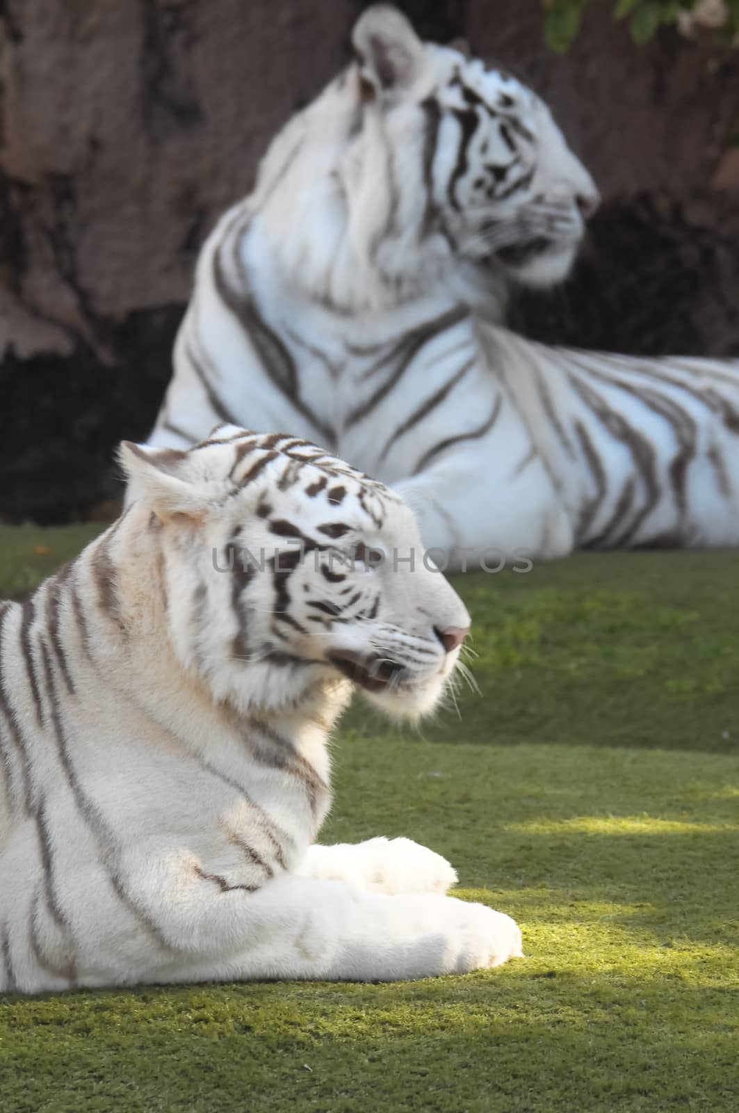 Black and White Striped Tiger by underworld