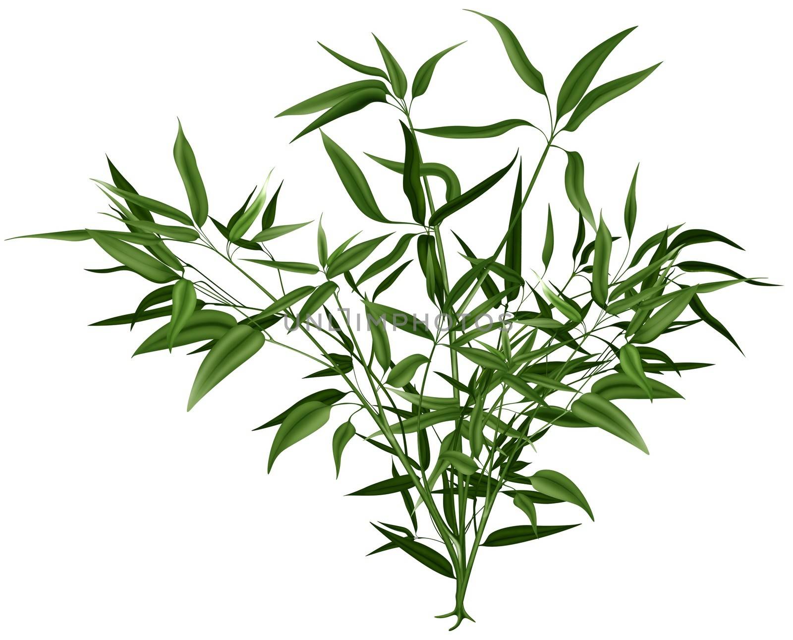 Shrub - Colored Plant Illustration, Bitmap Image