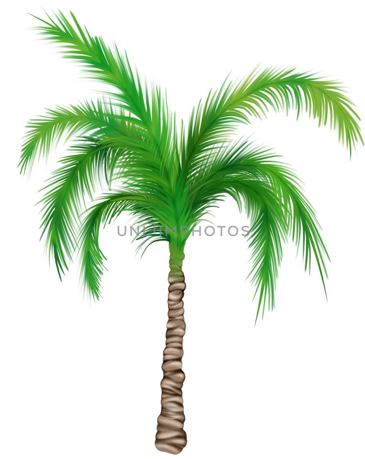 Palm Tree by illustratorCZ