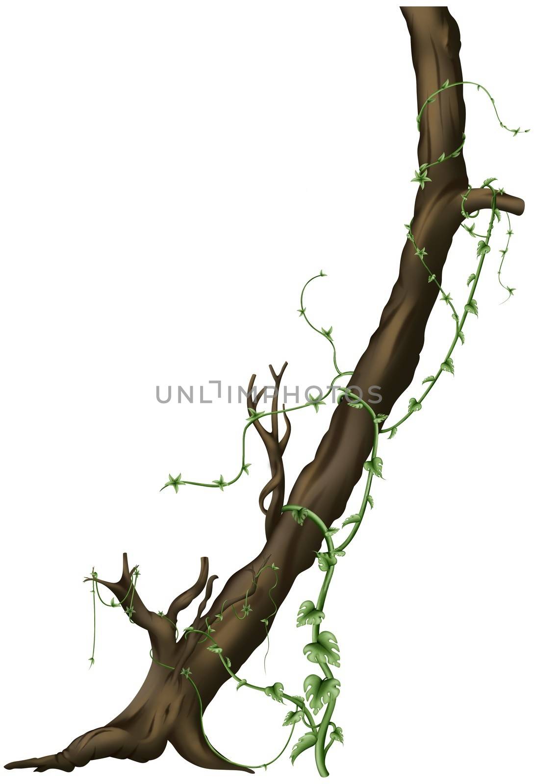 Trunk Tree and Creeping Plants - illustration