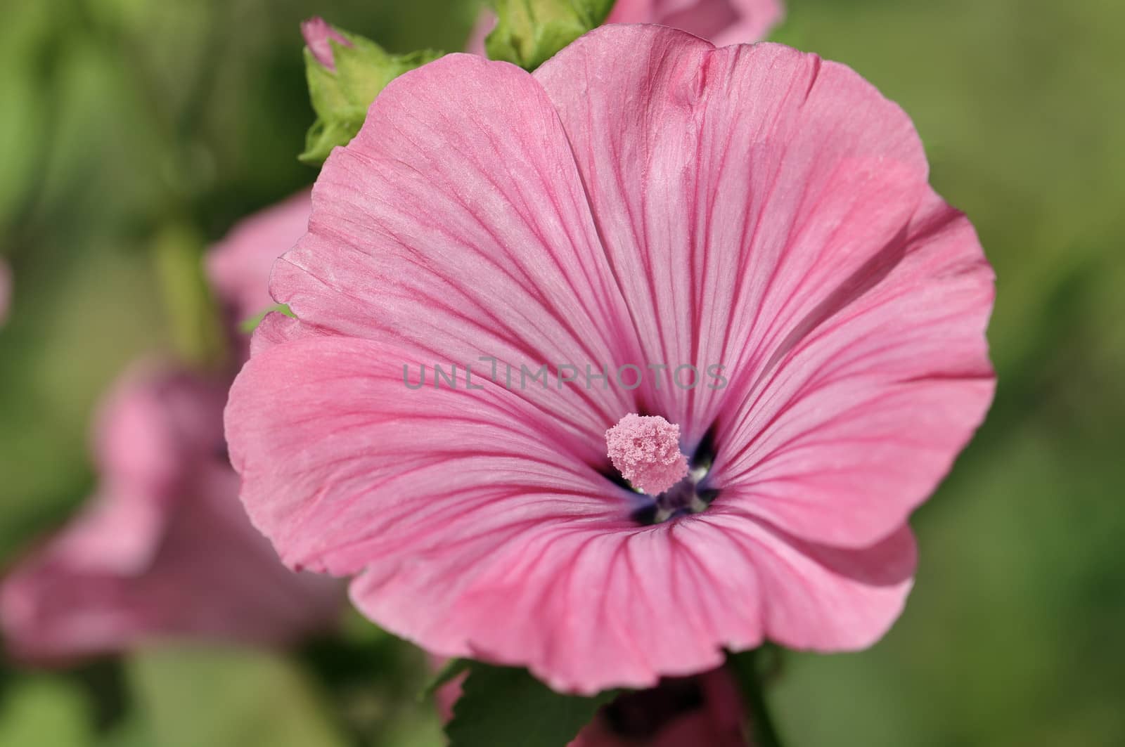 beautiful large Malva alcea flower in the garden 