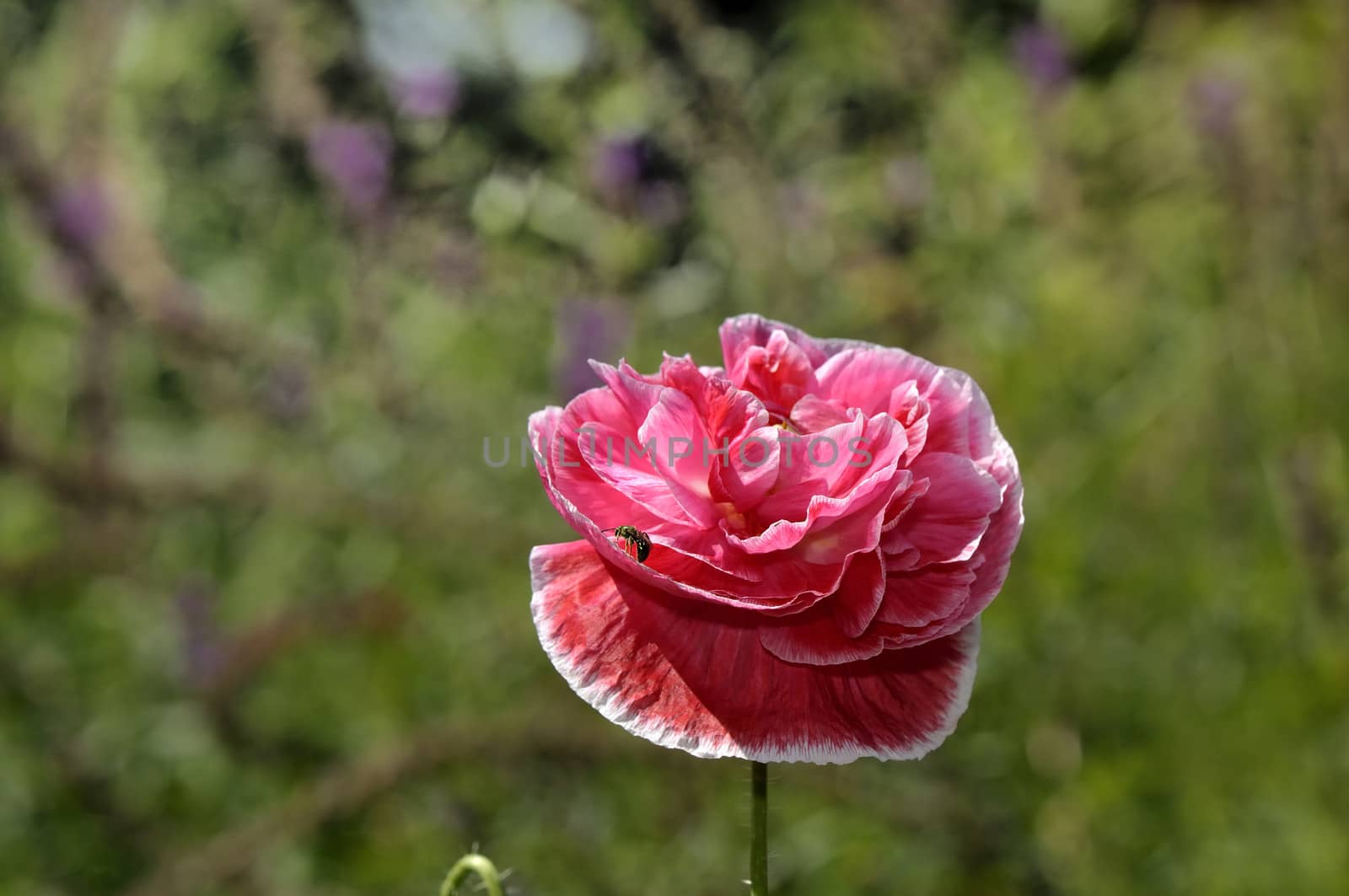 single and  beautiful  poppy in a garden