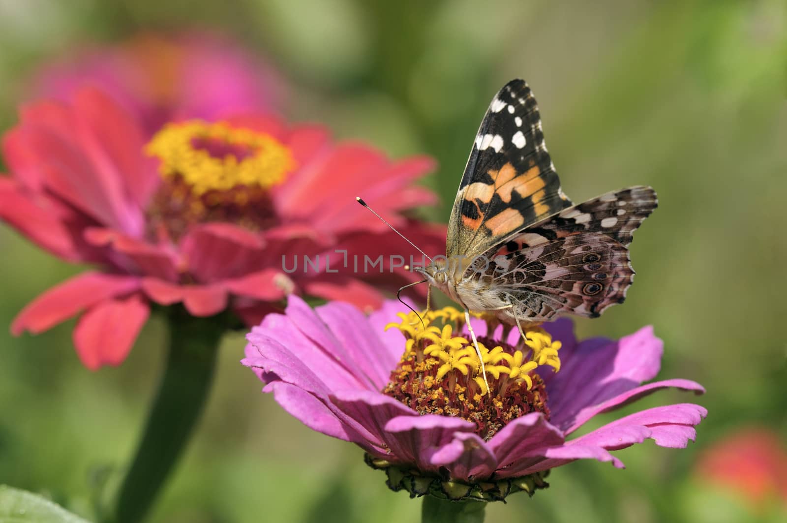 Vanessa on a red and Yellow Flower