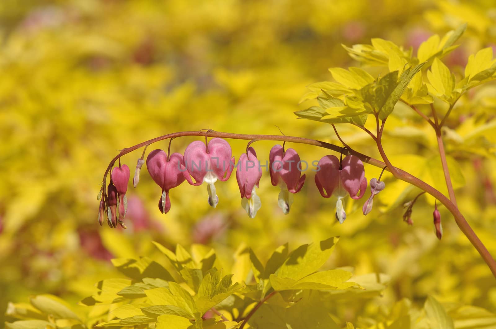 Dicentra spectabilis in full bloom in summer