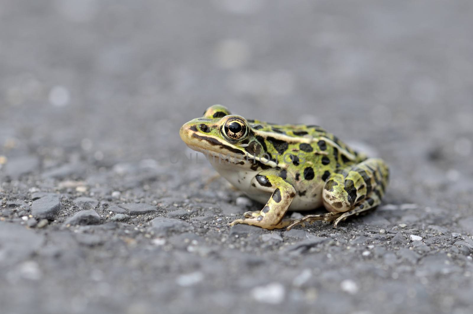 curious frog on the road in spring