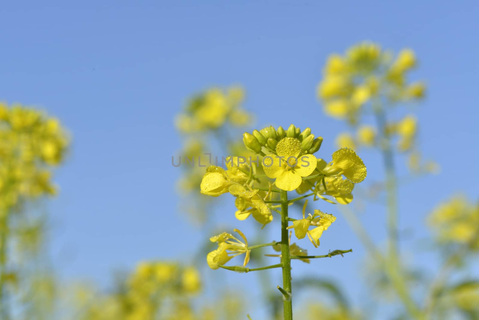 rapeseed flowers with water drop in autumn