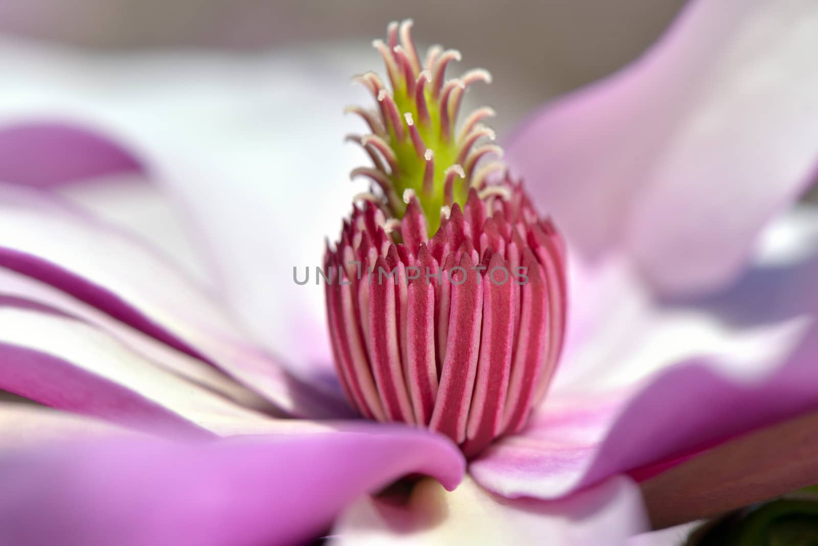 Magnolia grandiflora closeup by Hbak