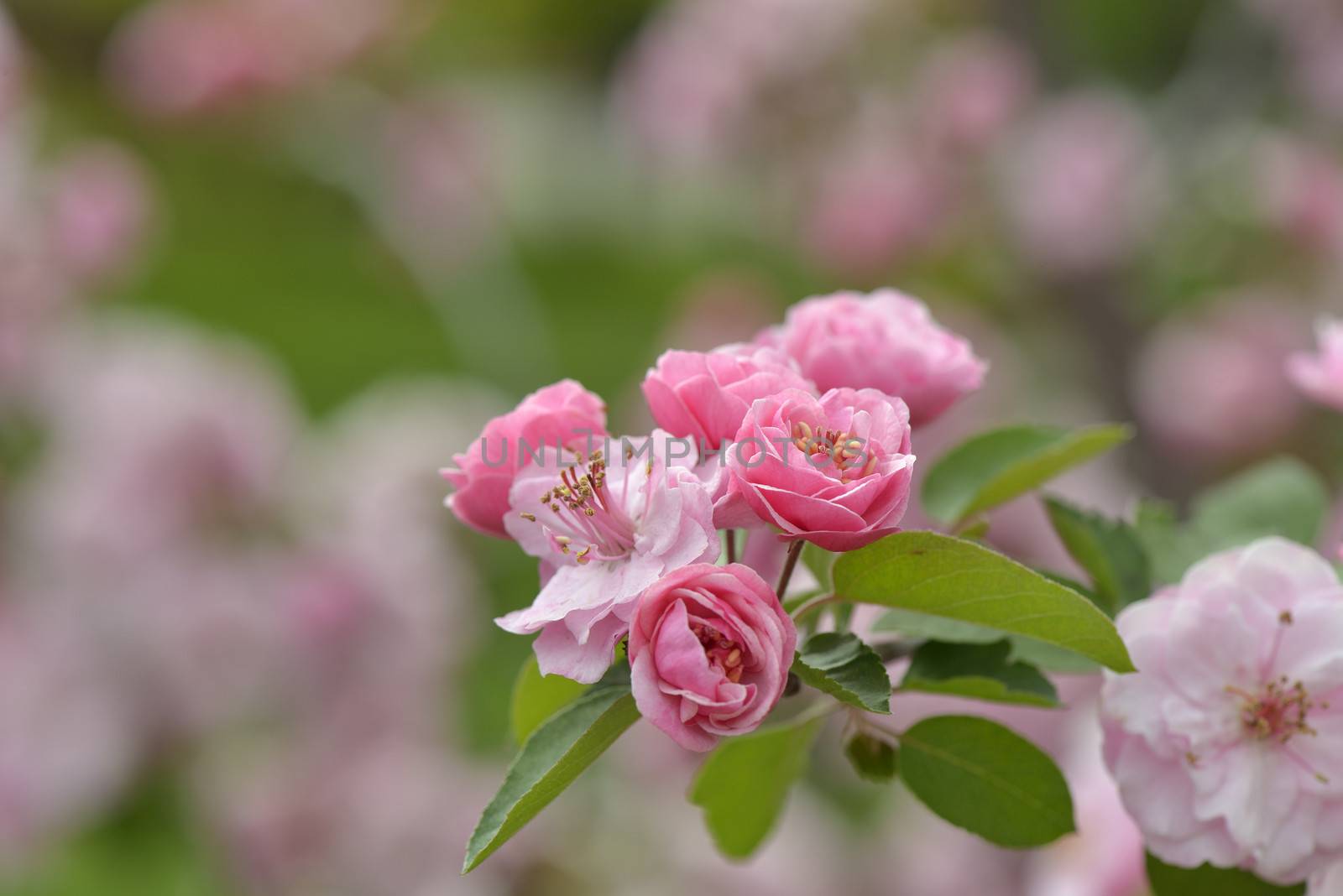 Apple blossom in the spring close up